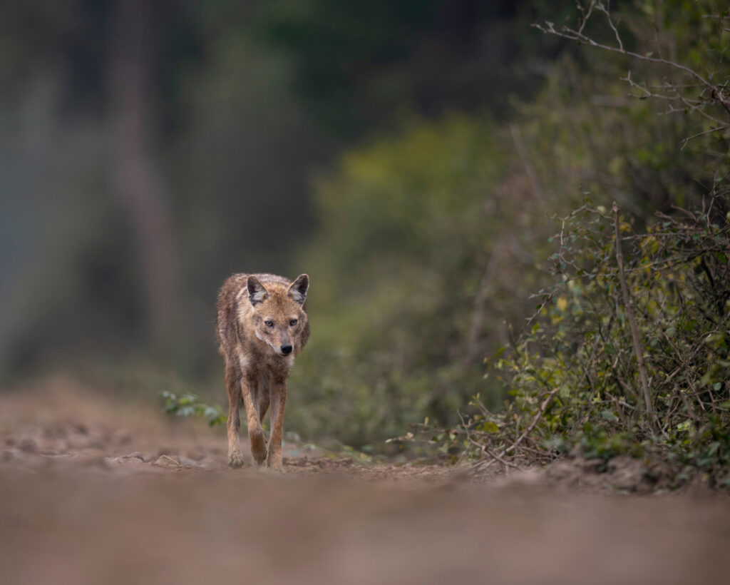 A lone jackal walking down a dirt path surrounded by greenery, symbolizing the independence and resilience of the Jackal spirit animal.