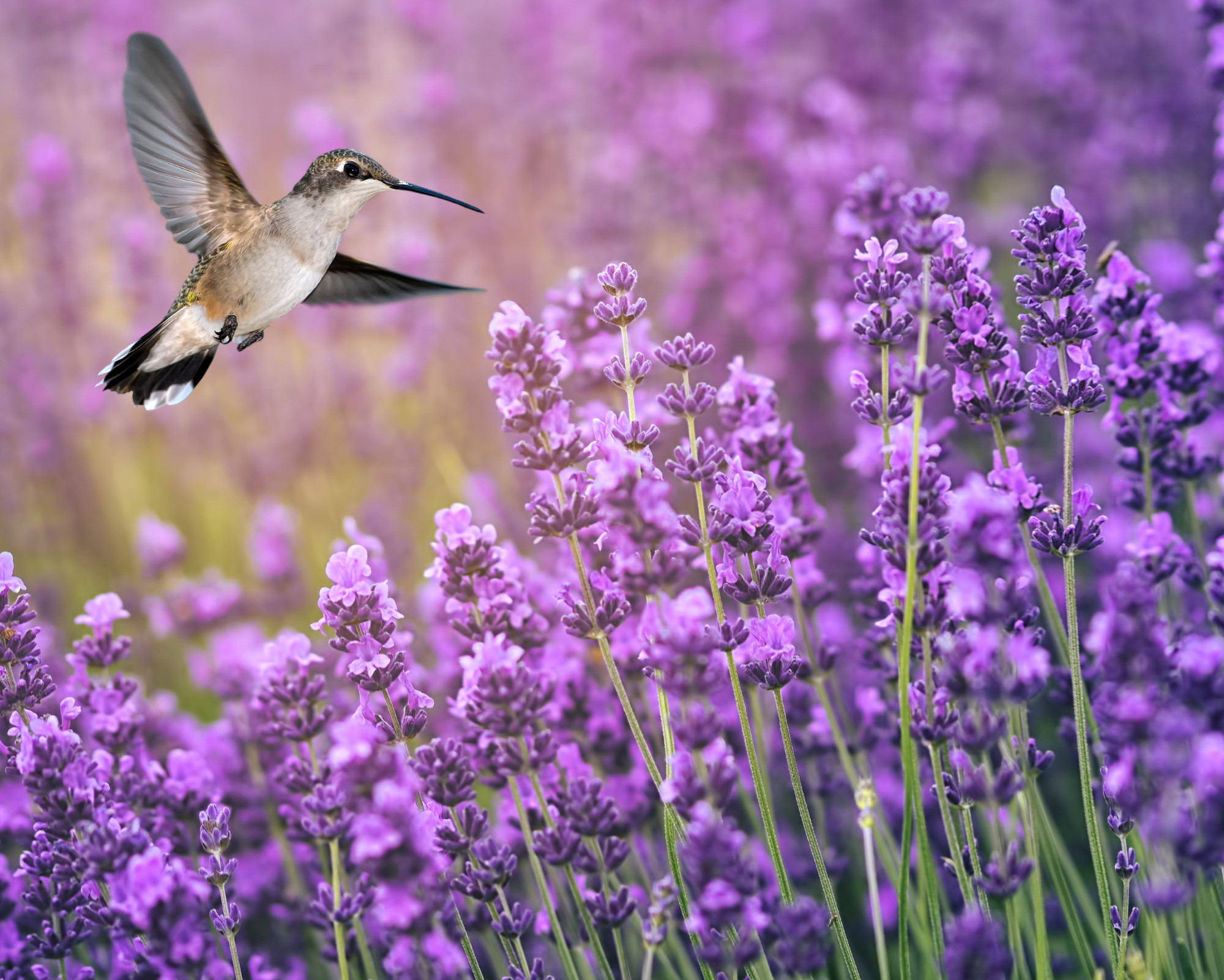 A soft brown and green hummingbird flying through a lavender field in bloom, illustrating the peace, healing, and spiritual beauty of the Hummingbird spirit animal.