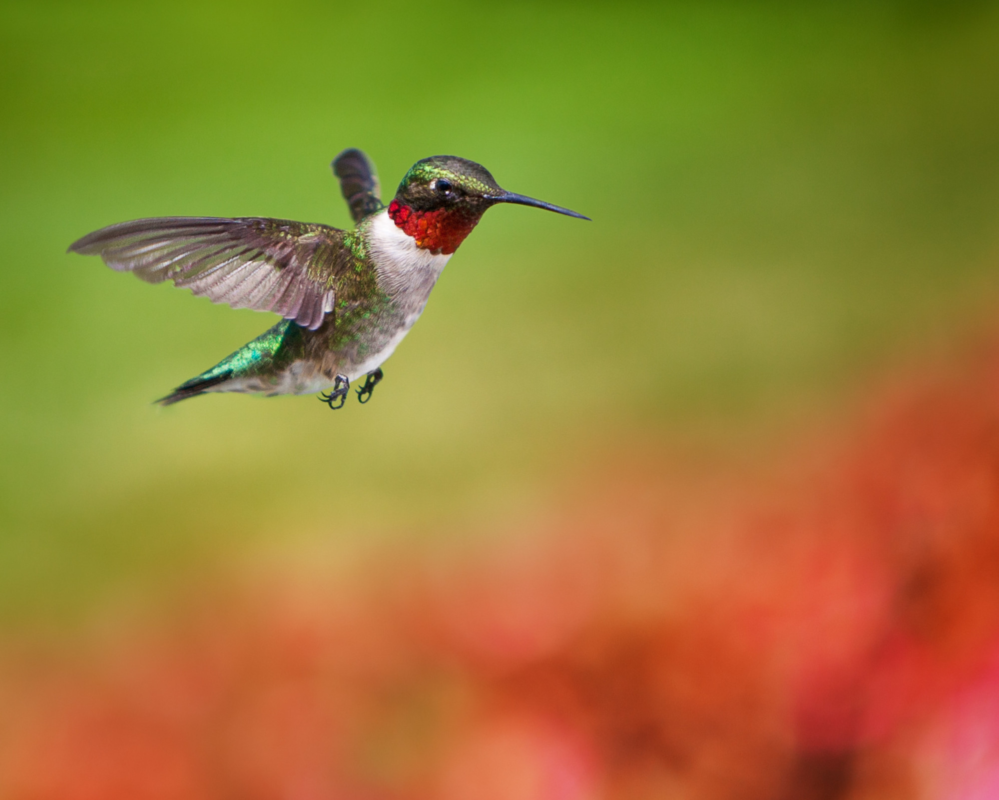 A ruby-throated hummingbird hovering gracefully over a field of red and green, reflecting the passion and courage of the Hummingbird spirit animal.