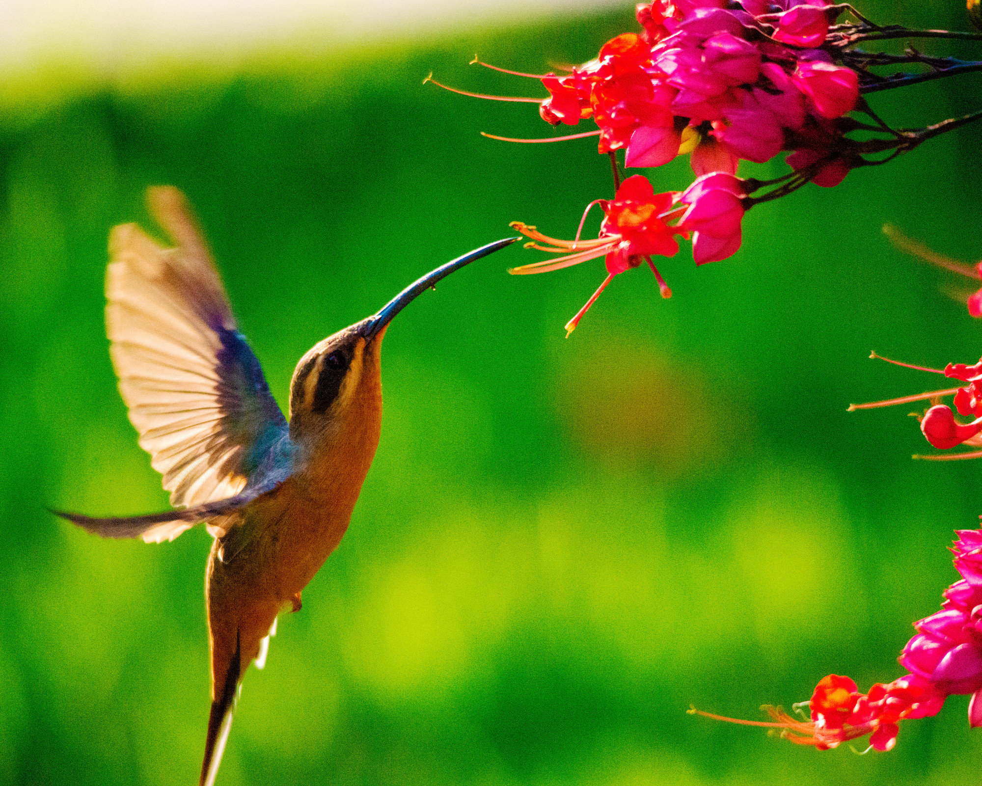 A golden-brown hummingbird feeding from pink blossoms in warm sunlight, symbolizing creativity, vitality, and the warmth of the Hummingbird spirit animal.