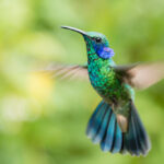 A bright green and blue hummingbird floating midair against a blurred background, embodying the energy and resilience of the Hummingbird spirit animal.