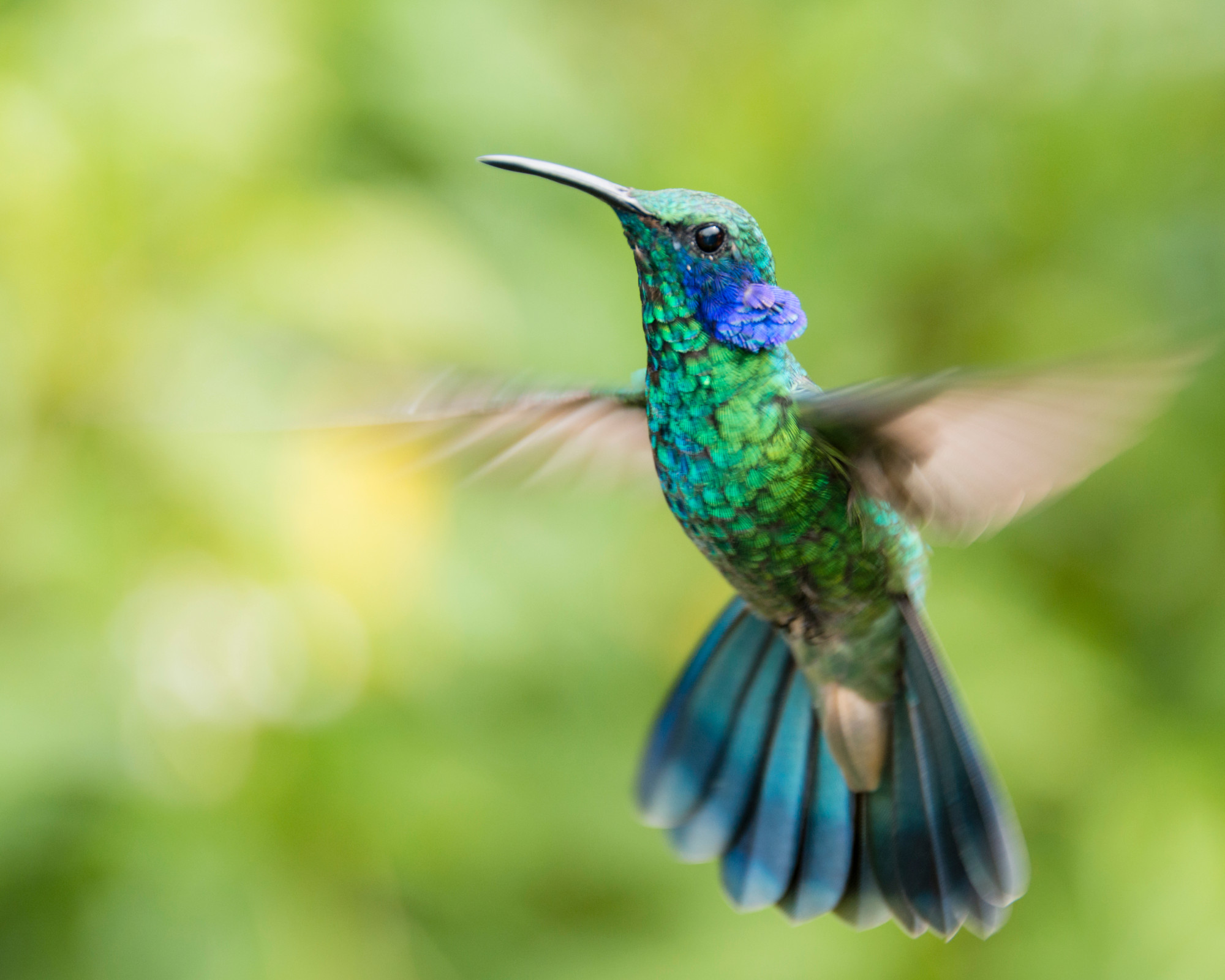 A bright green and blue hummingbird floating midair against a blurred background, embodying the energy and resilience of the Hummingbird spirit animal.