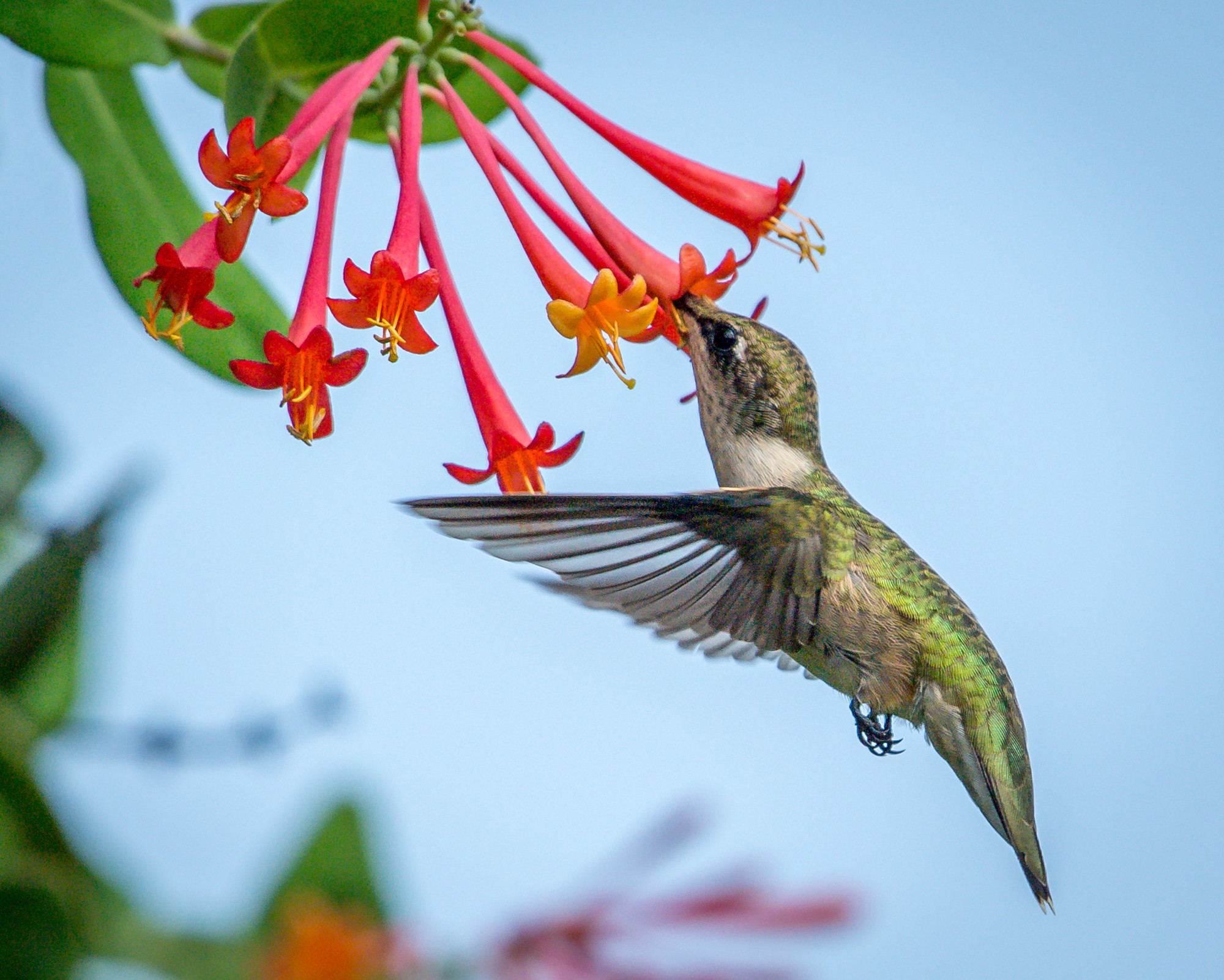 A green hummingbird hovering near red trumpet-shaped flowers, capturing the beauty and freedom of the Hummingbird spirit animal in motion.
