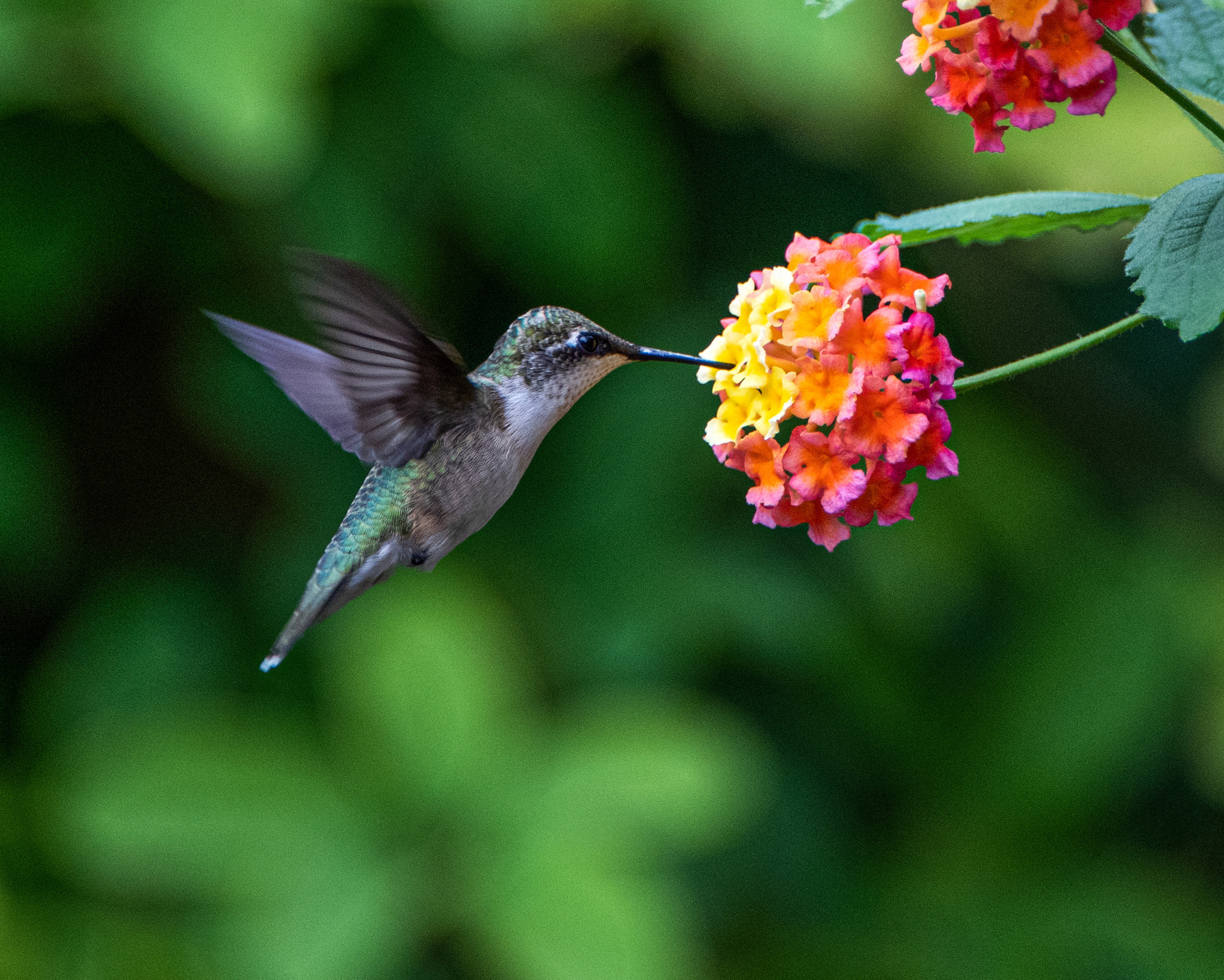 A delicate hummingbird feeding on colorful blossoms in a lush garden, representing the grace and adaptability of the Hummingbird spirit animal.