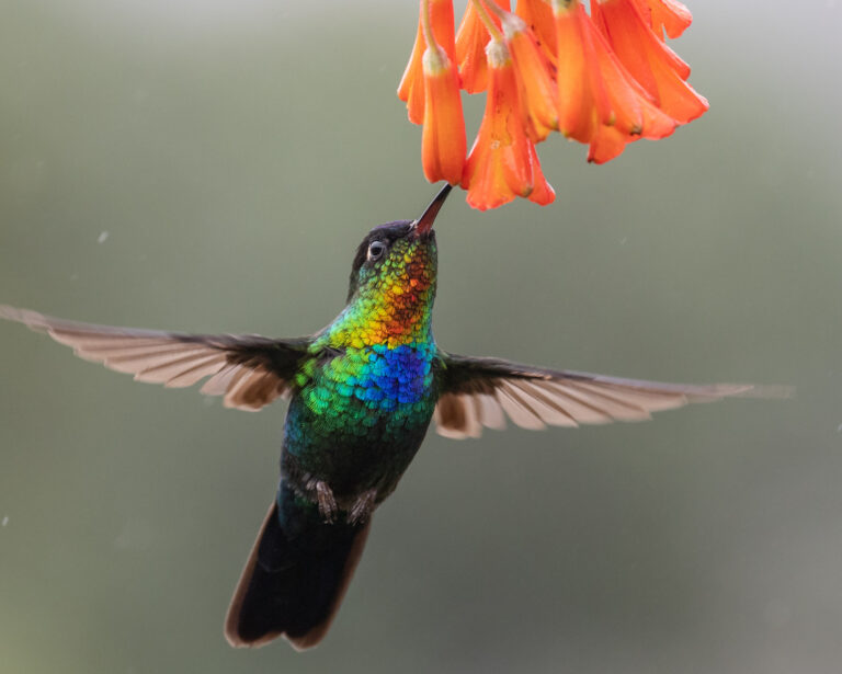 A vibrant hummingbird with shimmering rainbow feathers drinking nectar from orange flowers, symbolizing the joy and light energy of the Hummingbird spirit animal