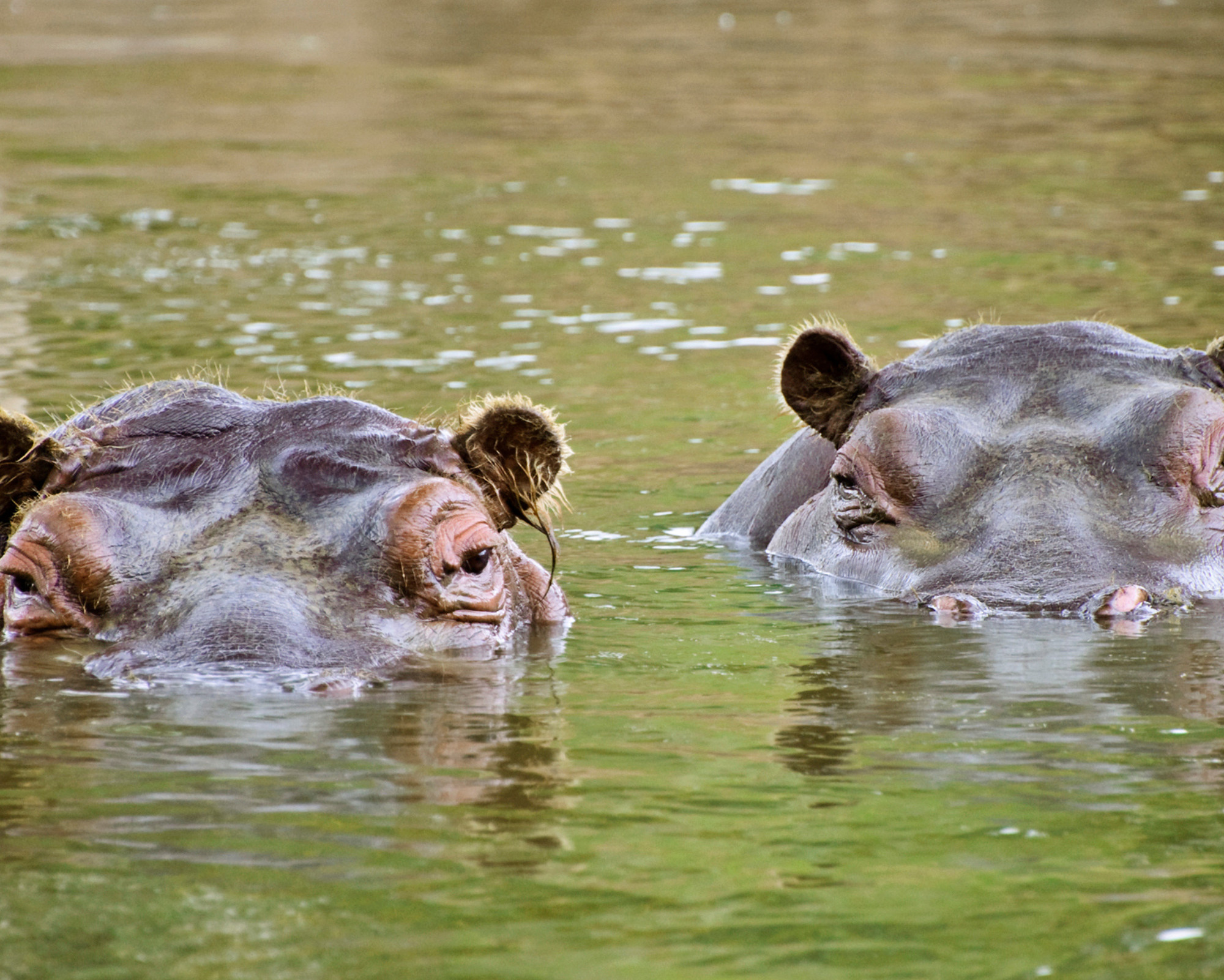 Hippo Spirit Animal Two hippos peeking from the water together, embodying unity, trust, and emotional connection guided by the Hippopotamus Spirit Animal.