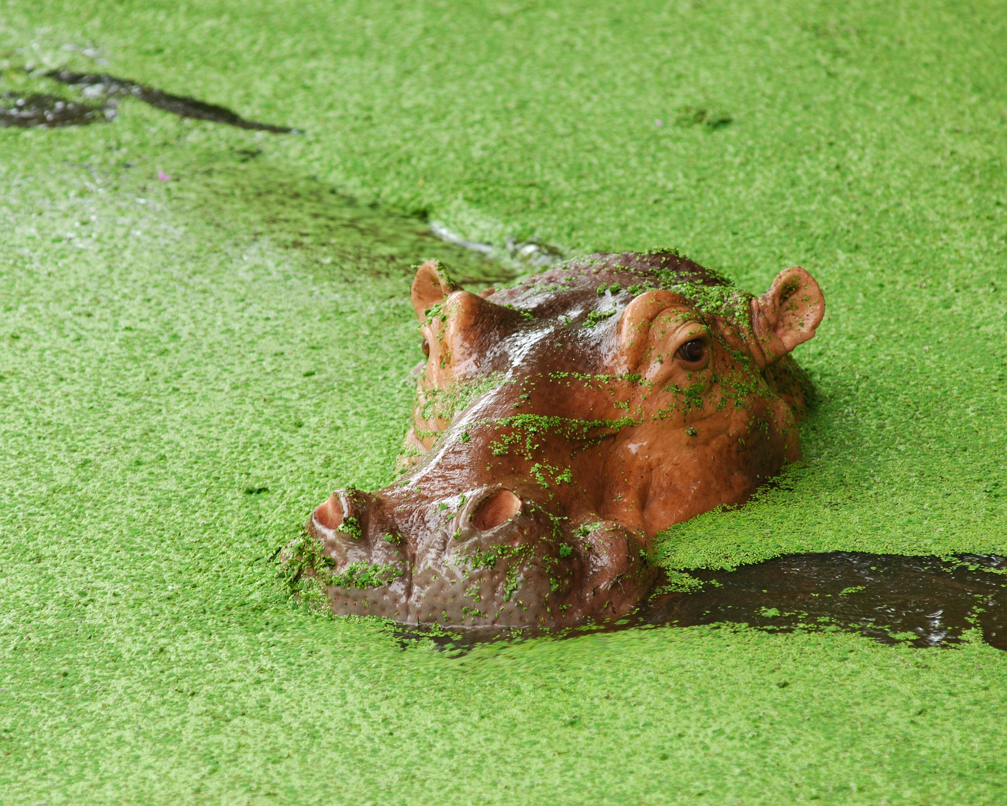 Hippo Spirit Animal A hippo half-submerged in bright green water, reflecting the calm balance and duality of the Hippopotamus Spirit Animal.