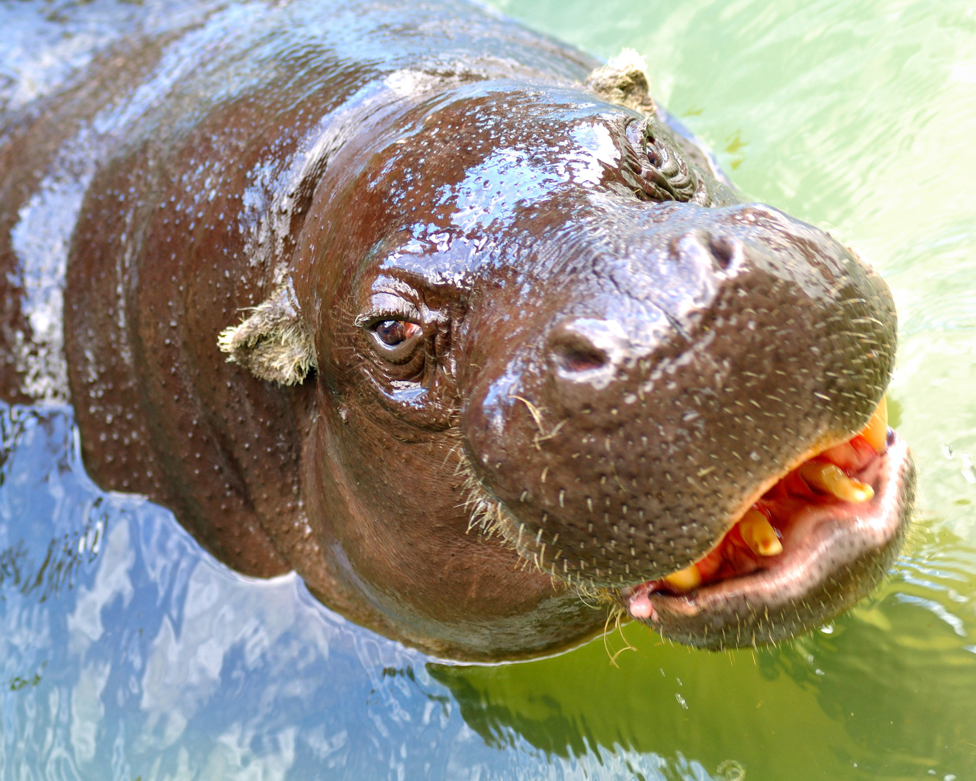 Hippo Spirit Animal Close-up of a hippopotamus emerging from the water, symbolizing the grounding energy and emotional strength of the Hippopotamus Spirit Animal.