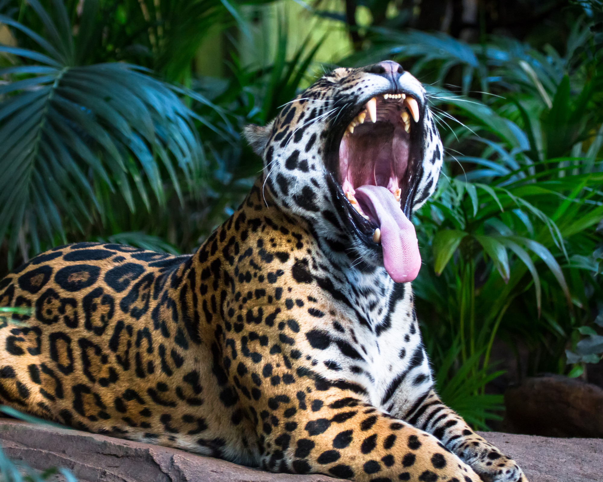 Jaguar as Spirit Animal Meaning Jaguar yawning powerfully in the jungle, showing vitality and raw primal force, mirroring the Jaguar as spirit animal’s untamed spirit.