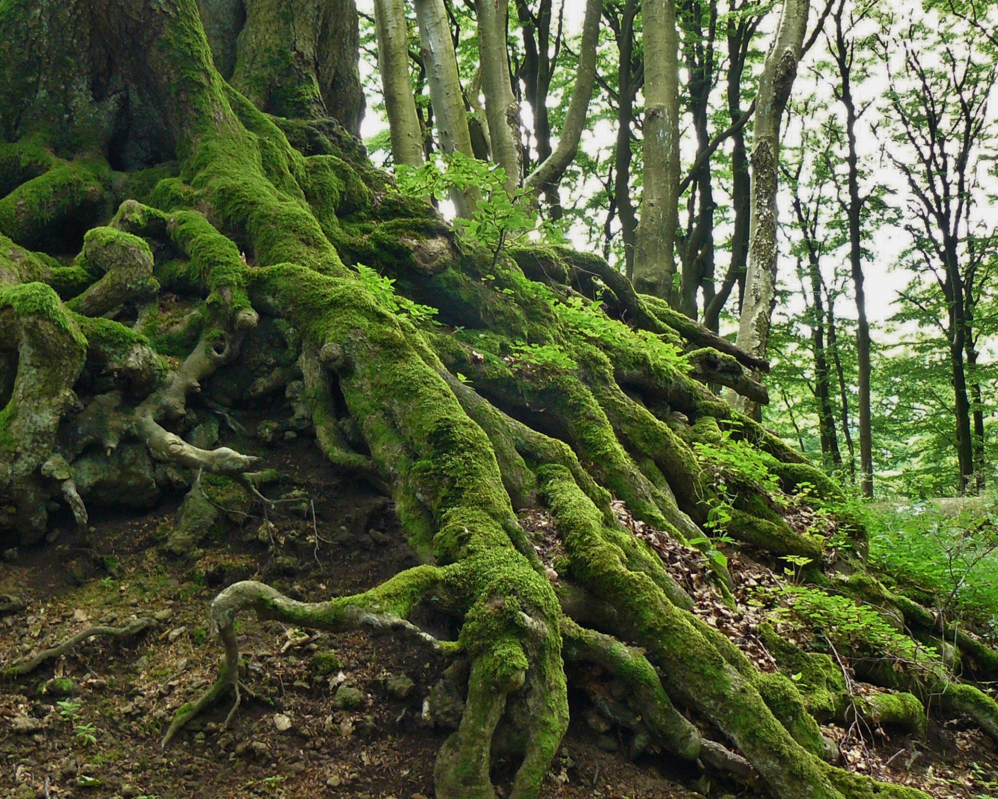 Thick, moss-covered tree roots spreading across the forest floor, symbolizing grounding, connection with nature, and Root Chakra healing through earth energy.
