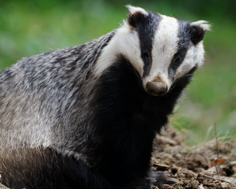 A badger sitting with soil on its nose after digging, representing the deep healing and truth-seeking qualities of the Badger Spirit Animal.