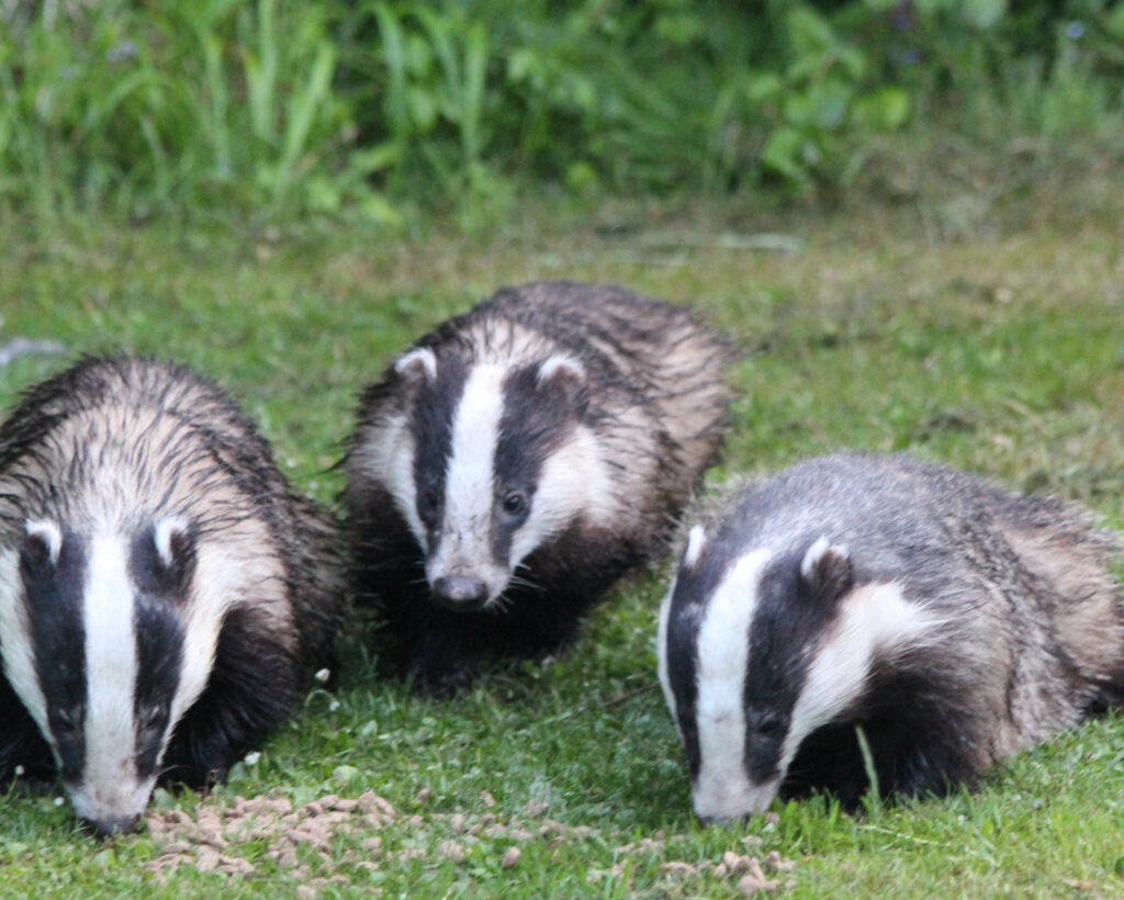 Three badgers eating together on a grassy patch, symbolizing community, reciprocity, and the cooperative wisdom of the Badger Spirit Animal.