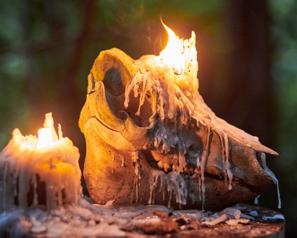 An animal skull covered in candle wax, surrounded by flames, depicting ancestral symbolism and what to do for Samhain in nature-based rituals.