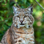 A bobcat sitting attentively among green foliage, representing the watchful wisdom and heightened perception of the Bobcat Spirit Animal.
