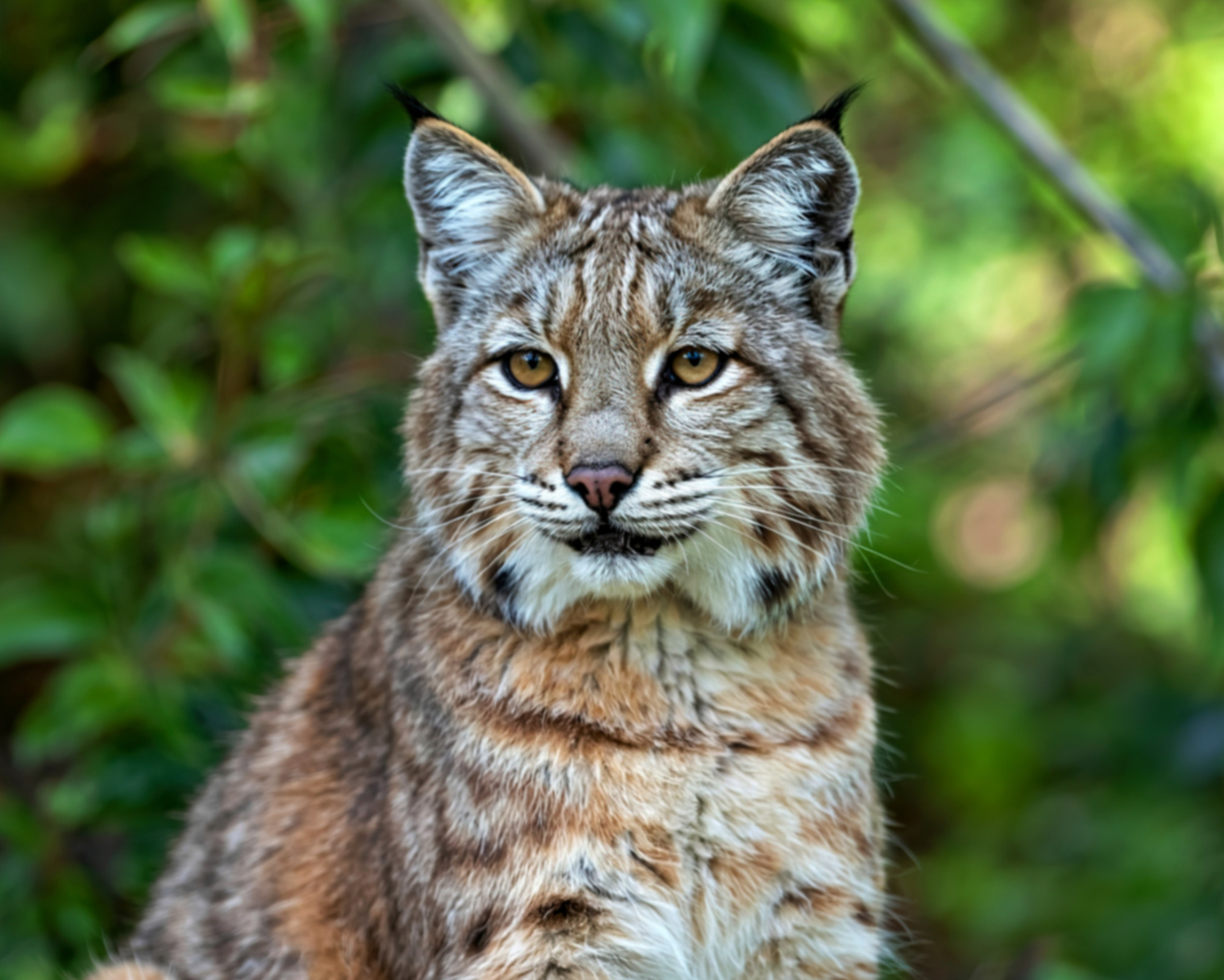 A bobcat sitting attentively among green foliage, representing the watchful wisdom and heightened perception of the Bobcat Spirit Animal.