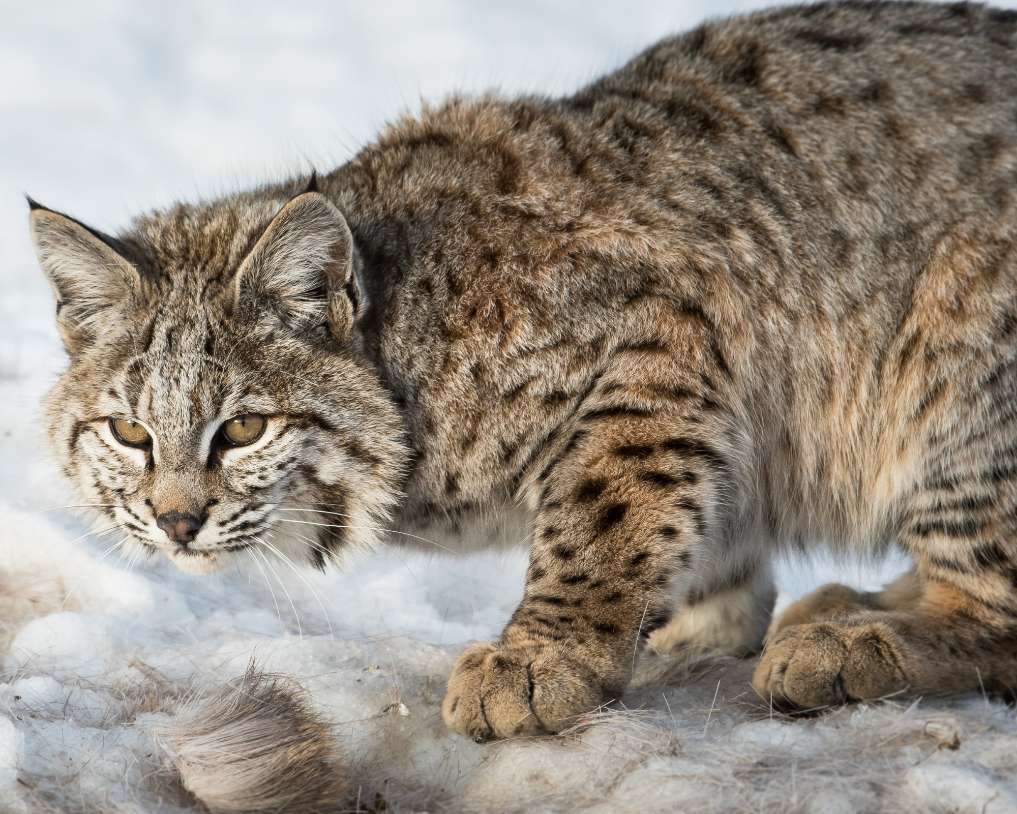 A bobcat crouched low in snowy terrain, highlighting the winter adaptability and hunting precision of the Bobcat Spirit Animal.