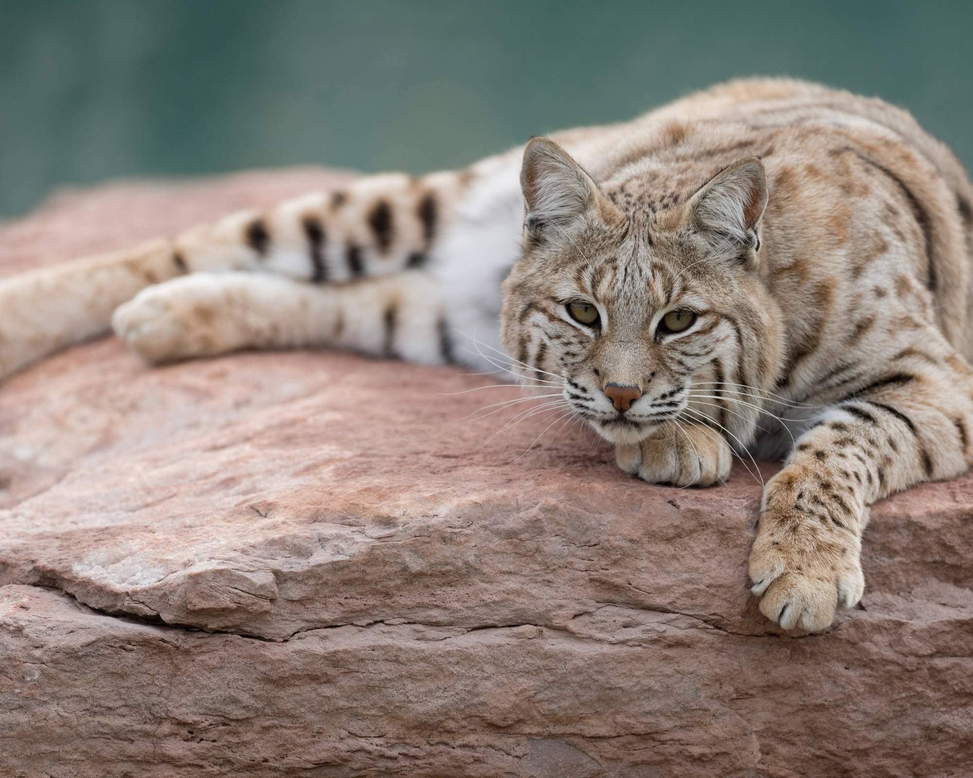 A relaxed bobcat stretched out on a rock, symbolizing grounded presence and confidence in the Bobcat Spirit Animal.