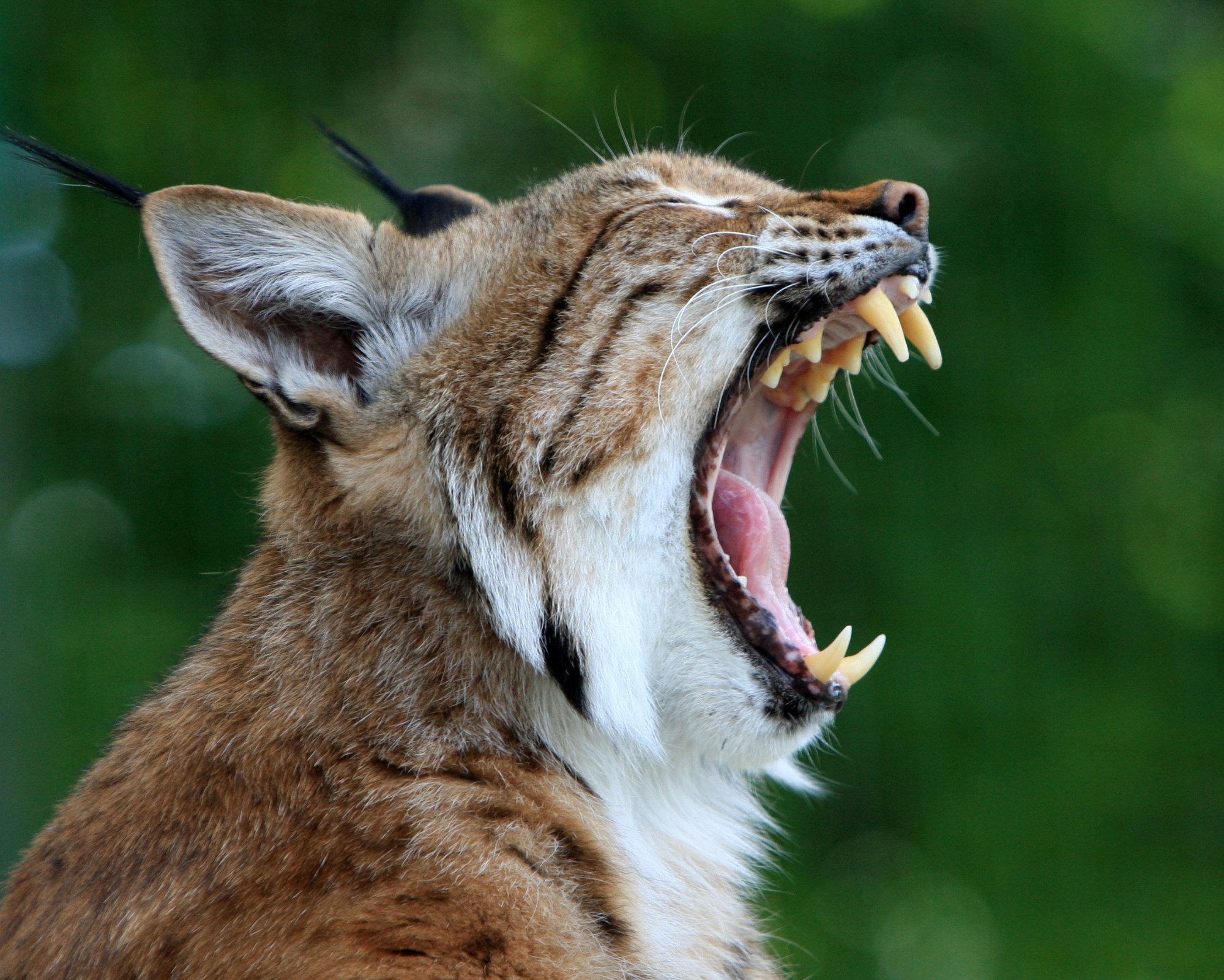 A bobcat yawning and showing its teeth, capturing the raw strength and hidden power of the Bobcat Spirit Animal.