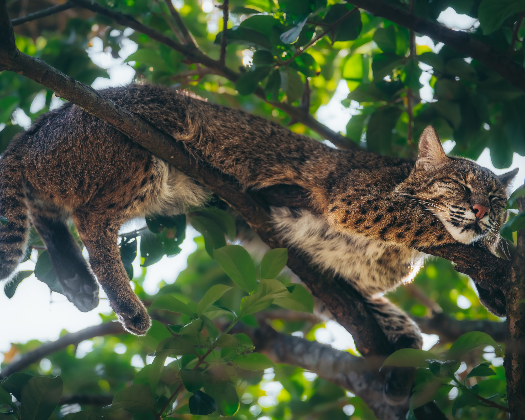 A bobcat peacefully sleeping on a tree limb, embodying the balance of rest and inner calm within the Bobcat Spirit Animal.