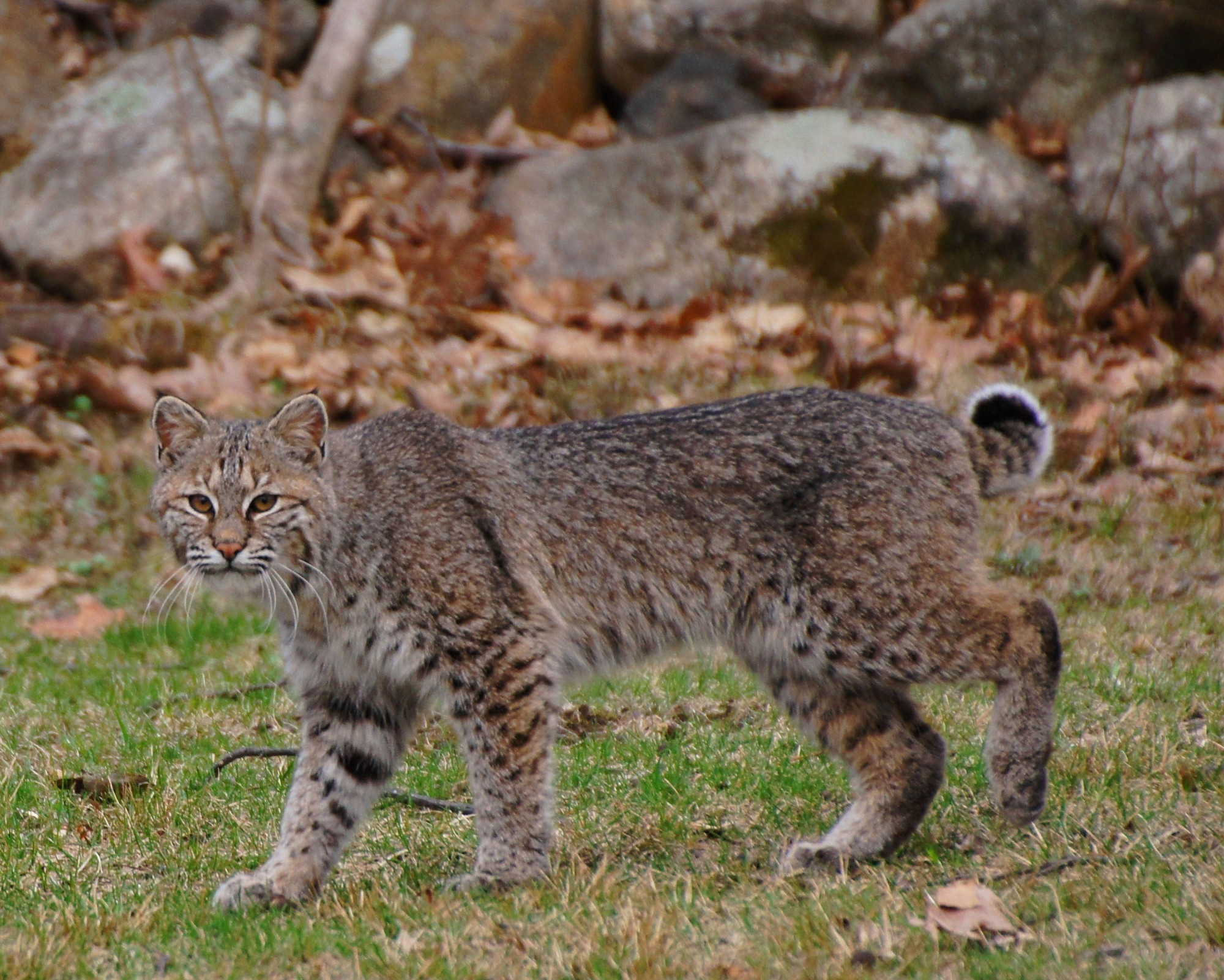 A bobcat walking cautiously through a grassy area, reflecting the stealth and strategic movement of the Bobcat Spirit Animal.