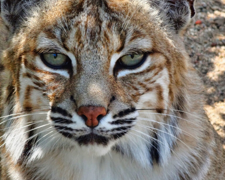 Close-up of a bobcat’s intense green eyes and facial markings, symbolizing the sharp intuition of the Bobcat Spirit Animal.