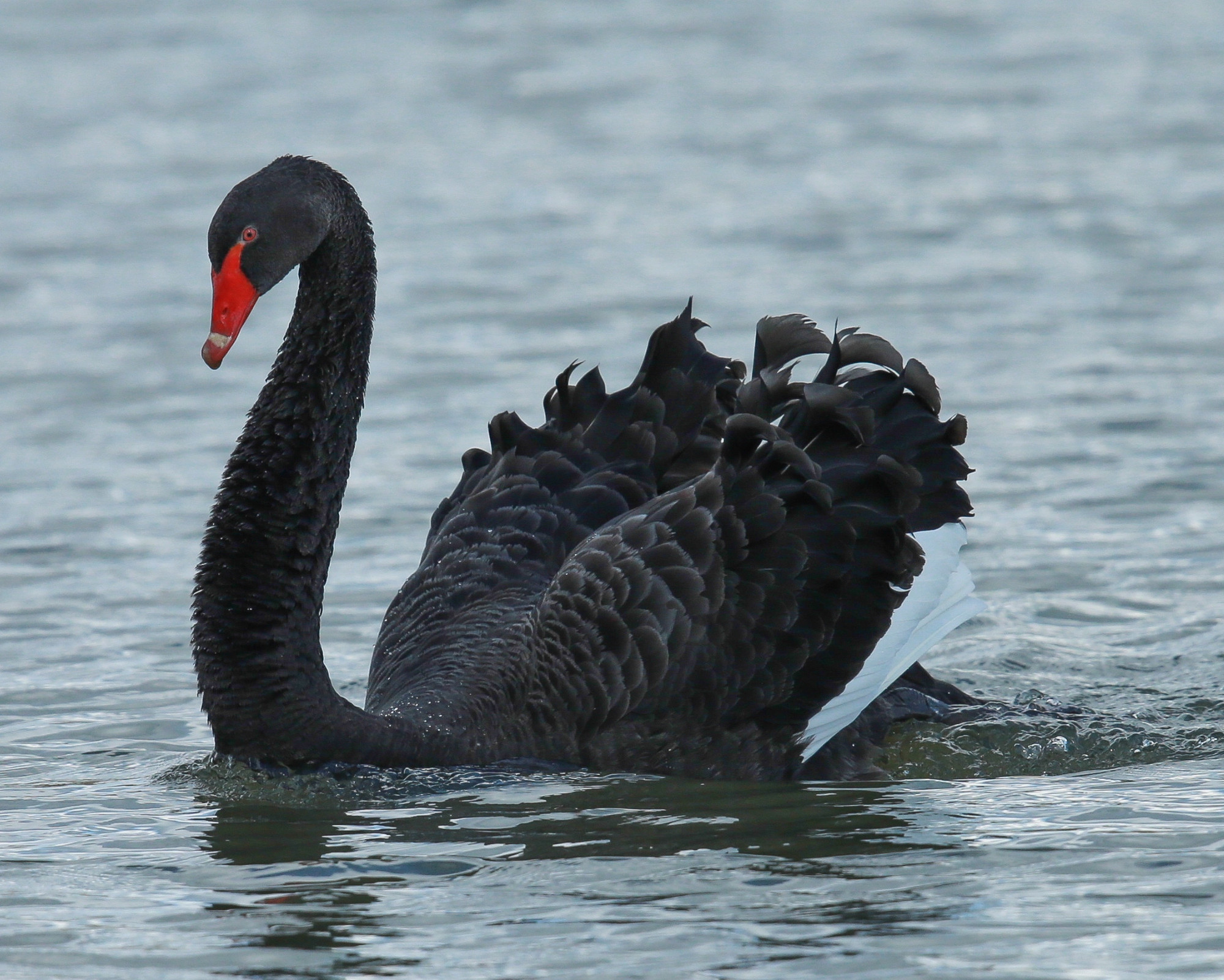 The Guide to Understanding Everything About the Black Swan Spirit Animal Black swan on rippling water with wings slightly open, revealing the graceful yet powerful presence of the Black Swan Spirit Animal.