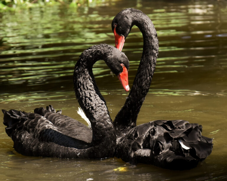 Two black swans forming a heart shape with their necks on the water, symbolizing love and partnership in the Black Swan Spirit Animal.