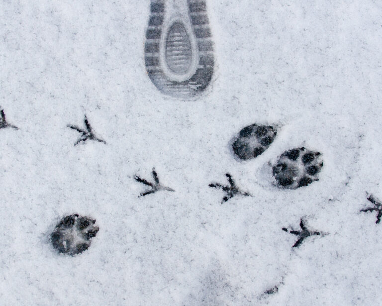 Visual metaphor for power animal vs spirit animal, showing human footprints alongside bird and paw prints in snow, symbolizing guidance, unity, and the path shared with spiritual allies.