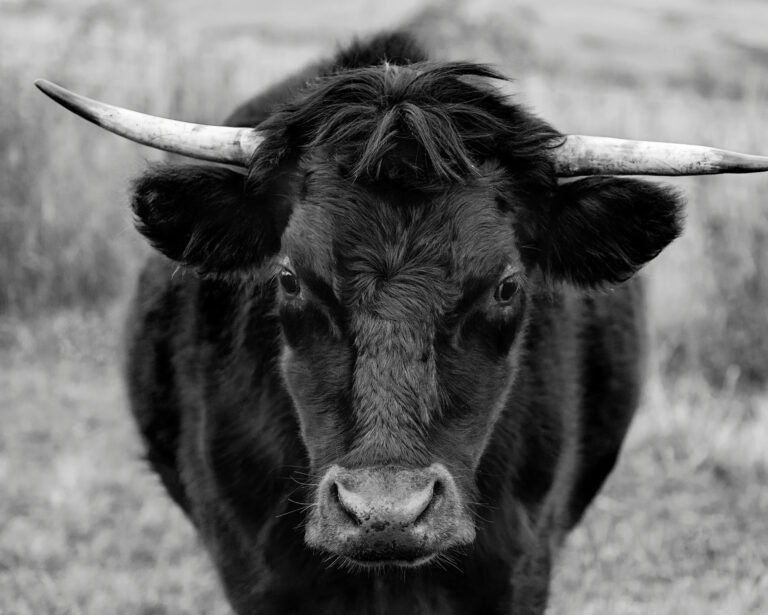 Bull Spirit Animal portrayed through a close-up of a bull’s face, symbolizing determination, focus, and unwavering inner power.
