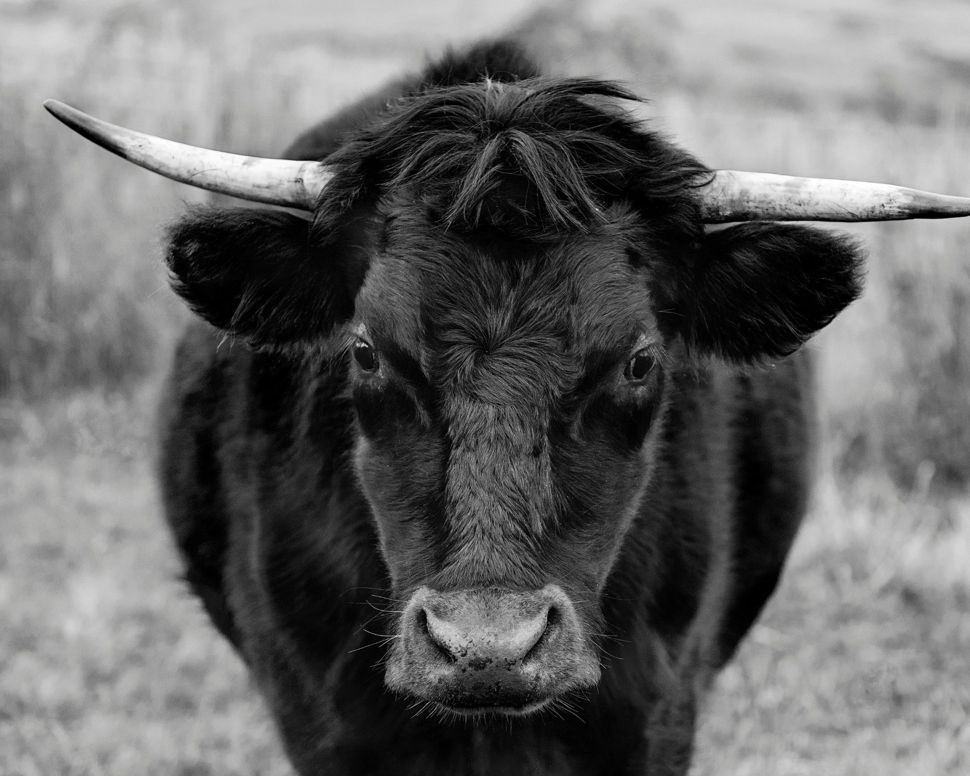 Bull Spirit Animal portrayed through a close-up of a bull’s face, symbolizing determination, focus, and unwavering inner power.