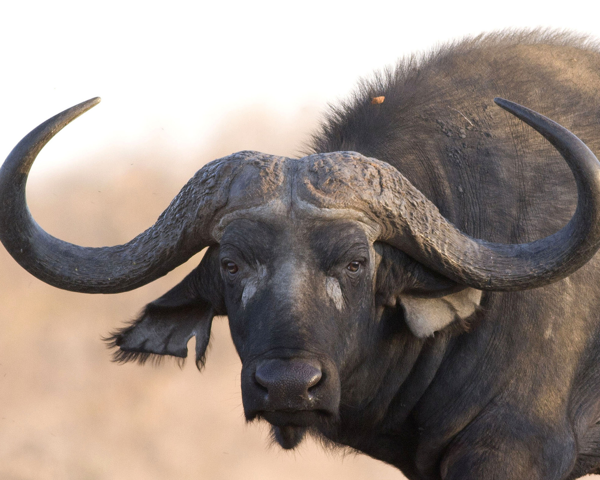 Buffalo Spirit Animal: All the Secrets You Need to Know! Powerful buffalo standing in natural light, representing the Buffalo Spirit Animal as a symbol of endurance and sacred protection.