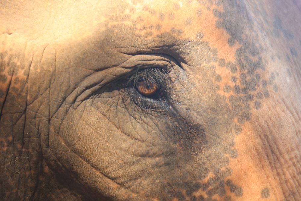 Close-up of an elephant’s eye and textured skin at Elephant Nature Park sanctuary in Thailand.