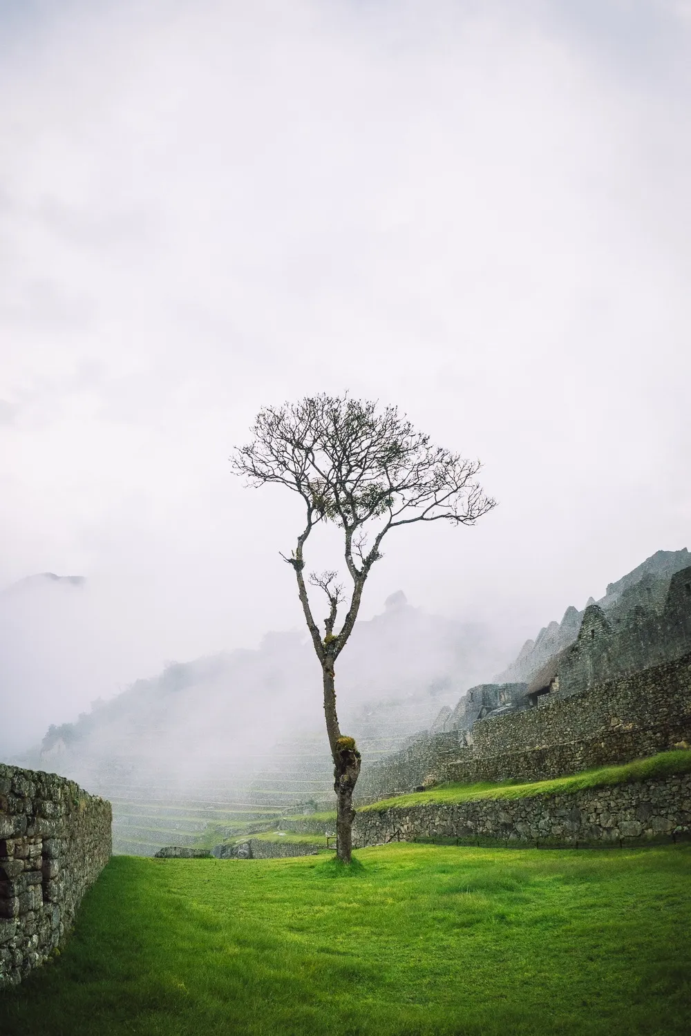 A solitary tree standing among ancient stone terraces at Machu Picchu in a misty mountain landscape.