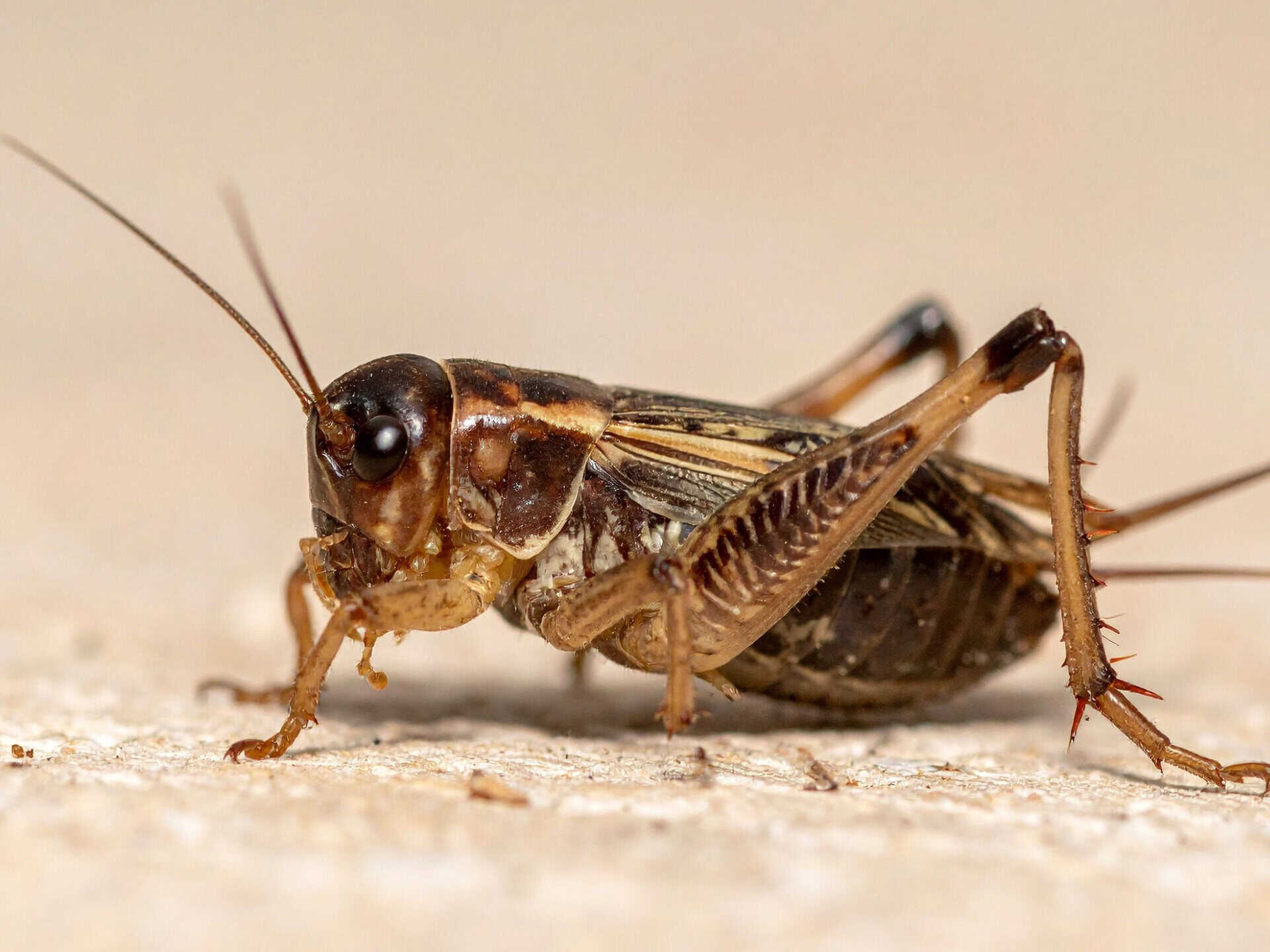 Cricket Spirit Animal: What It Reveals About You? Close-up of a detailed brown cricket on a neutral background.