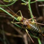Close-up of a detailed brown cricket on a neutral background.