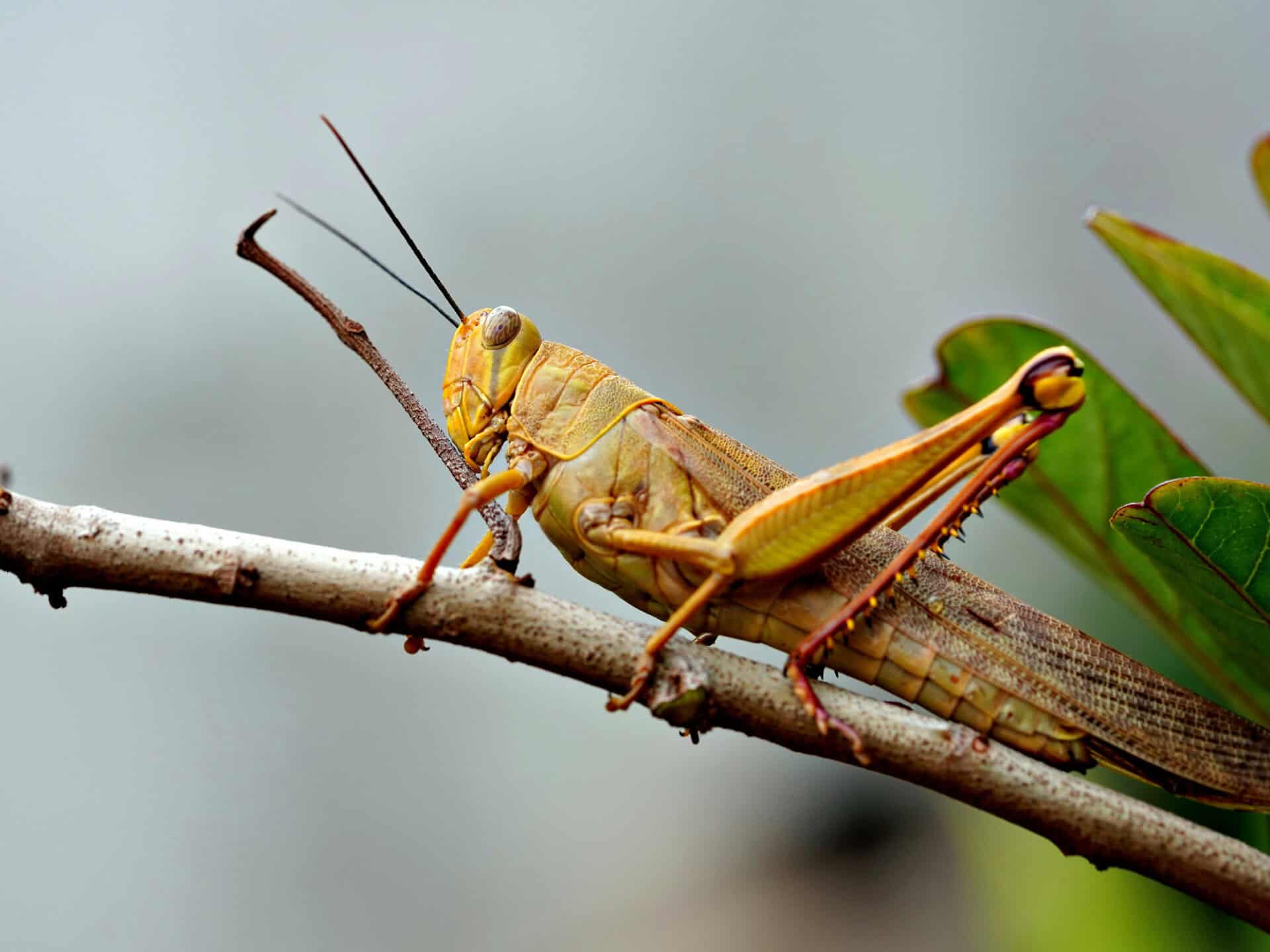 Cricket Spirit Animal: What It Reveals About You? Grasshopper perched on a thin branch in a natural setting.