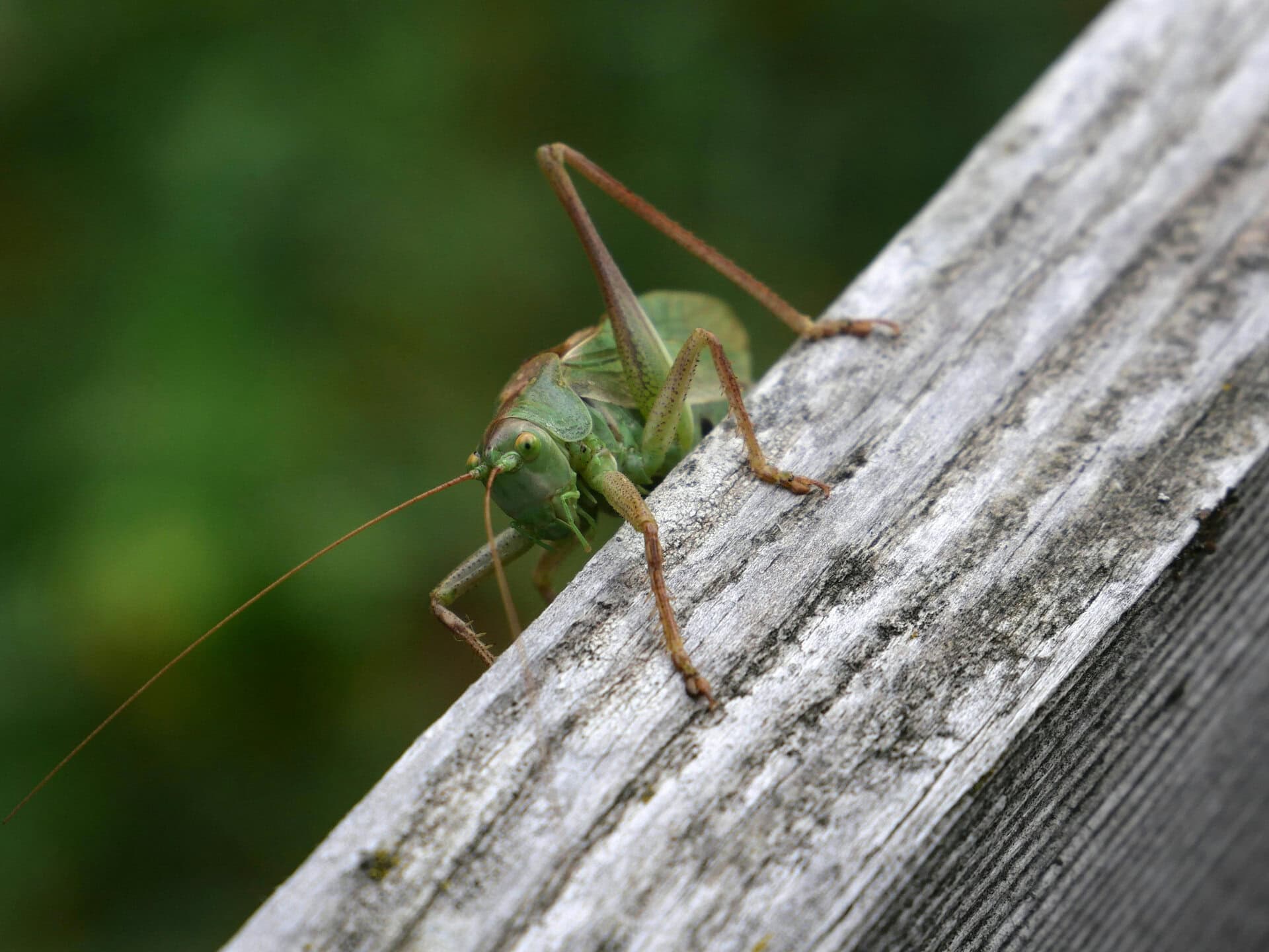 Cricket Spirit Animal: What It Reveals About You? Close-up of a green grasshopper on weathered wood.