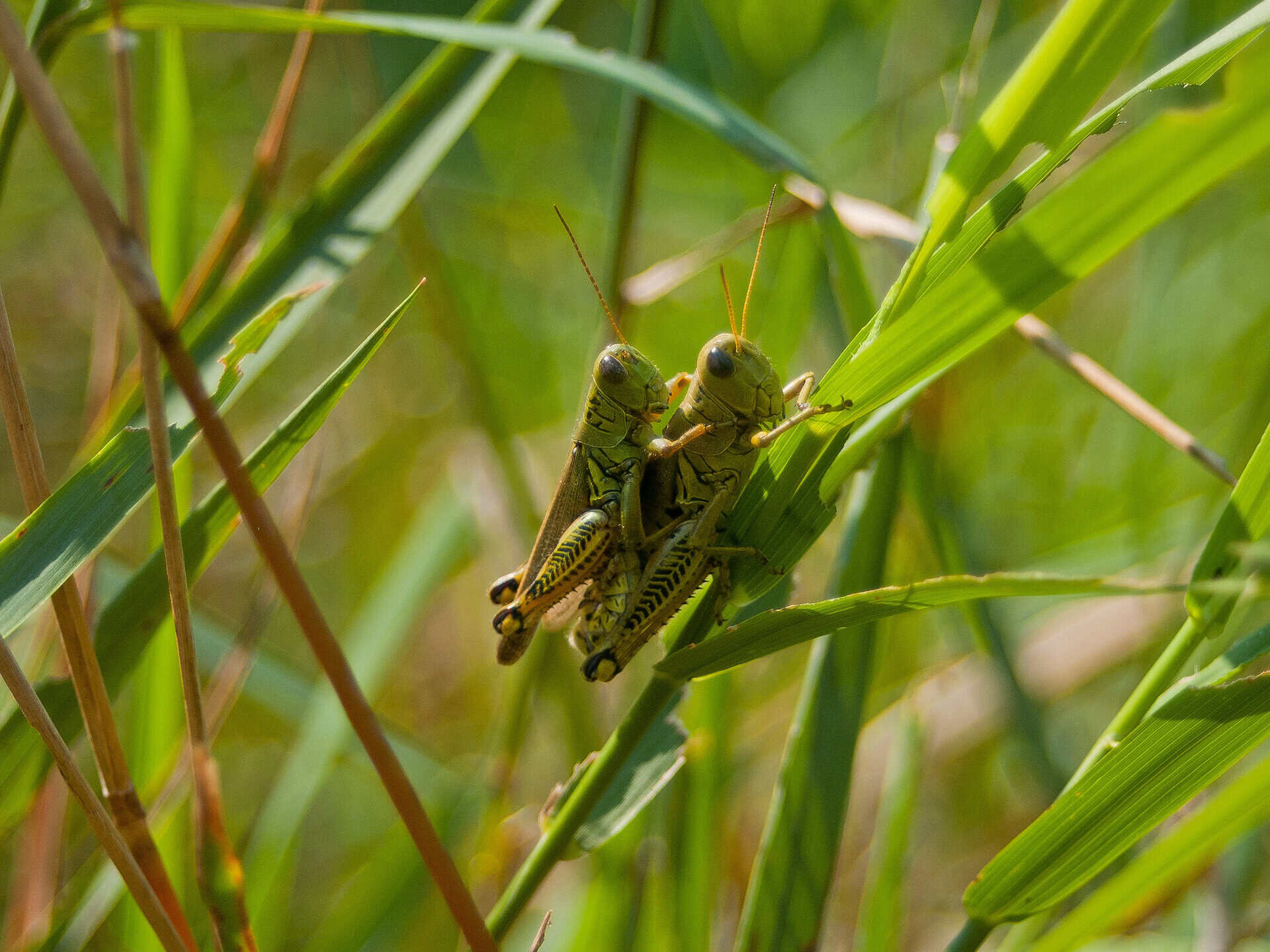 Cricket Spirit Animal: What It Reveals About You? Grasshopper on green grass blades in natural outdoor setting.