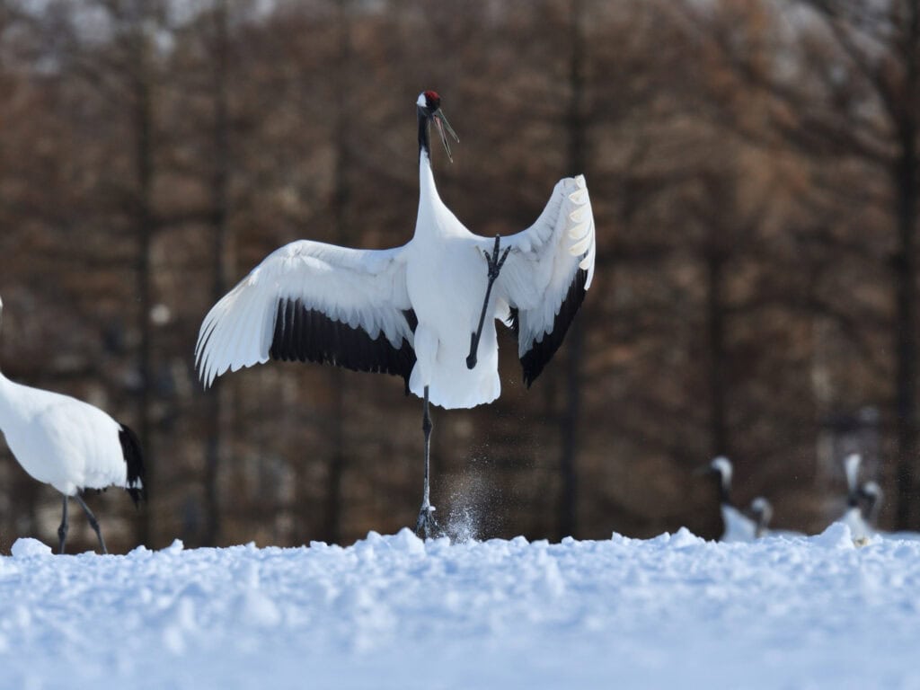 Bird standing on snow with trees in the background, symbolizing spiritual connection and serenity.
