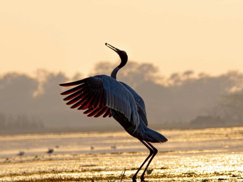 Heron standing by water during sunrise with wings partially open.