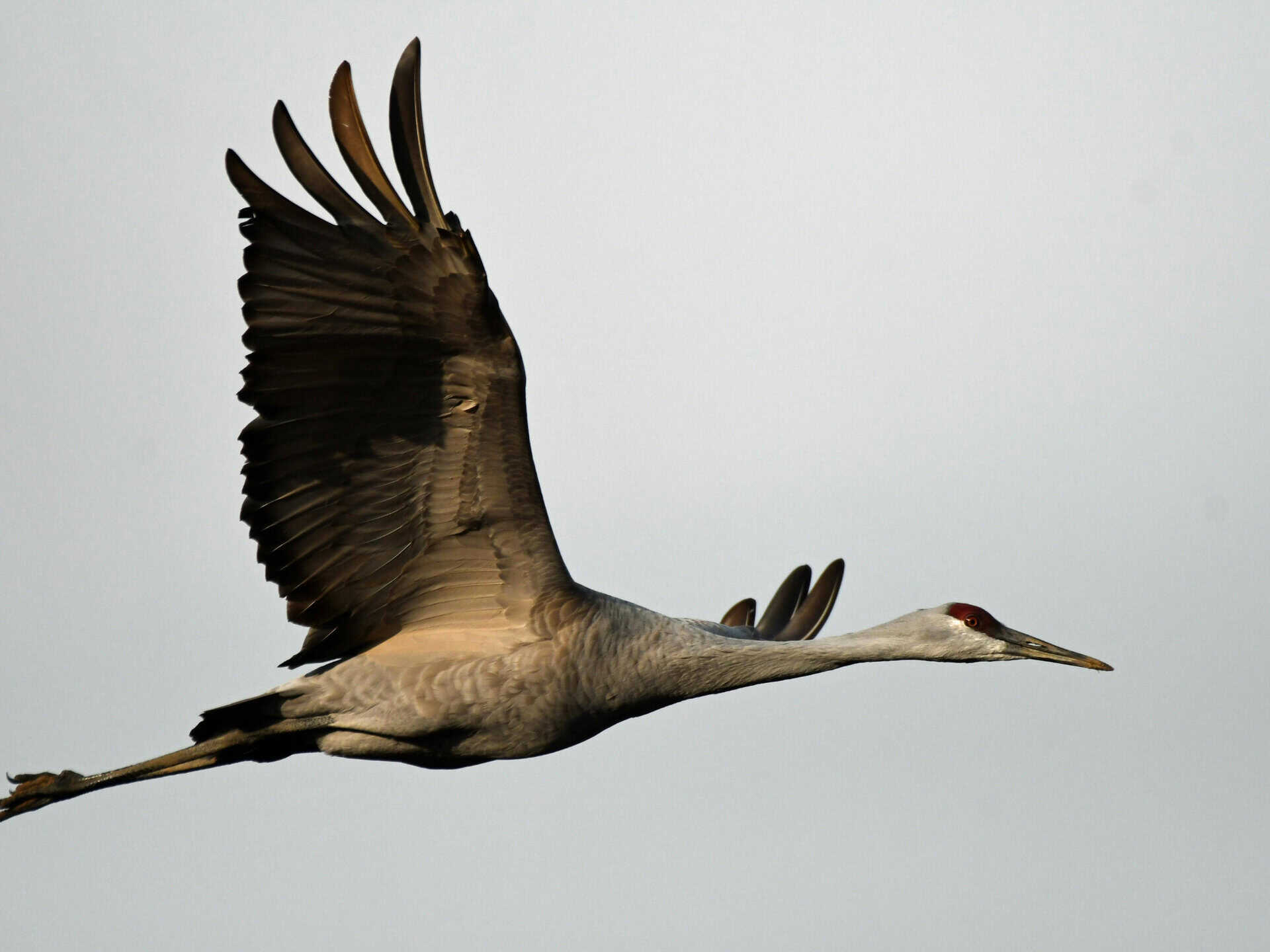 Elegant crane soaring with outstretched wings against a gray sky.