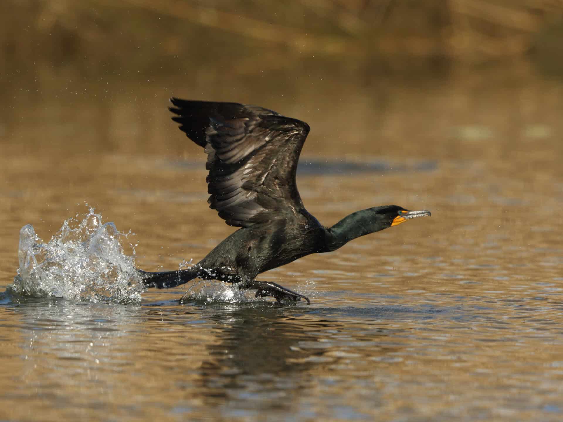 Cormorant Spirit Animal: What It Reveals About You Bird taking flight from water surface.