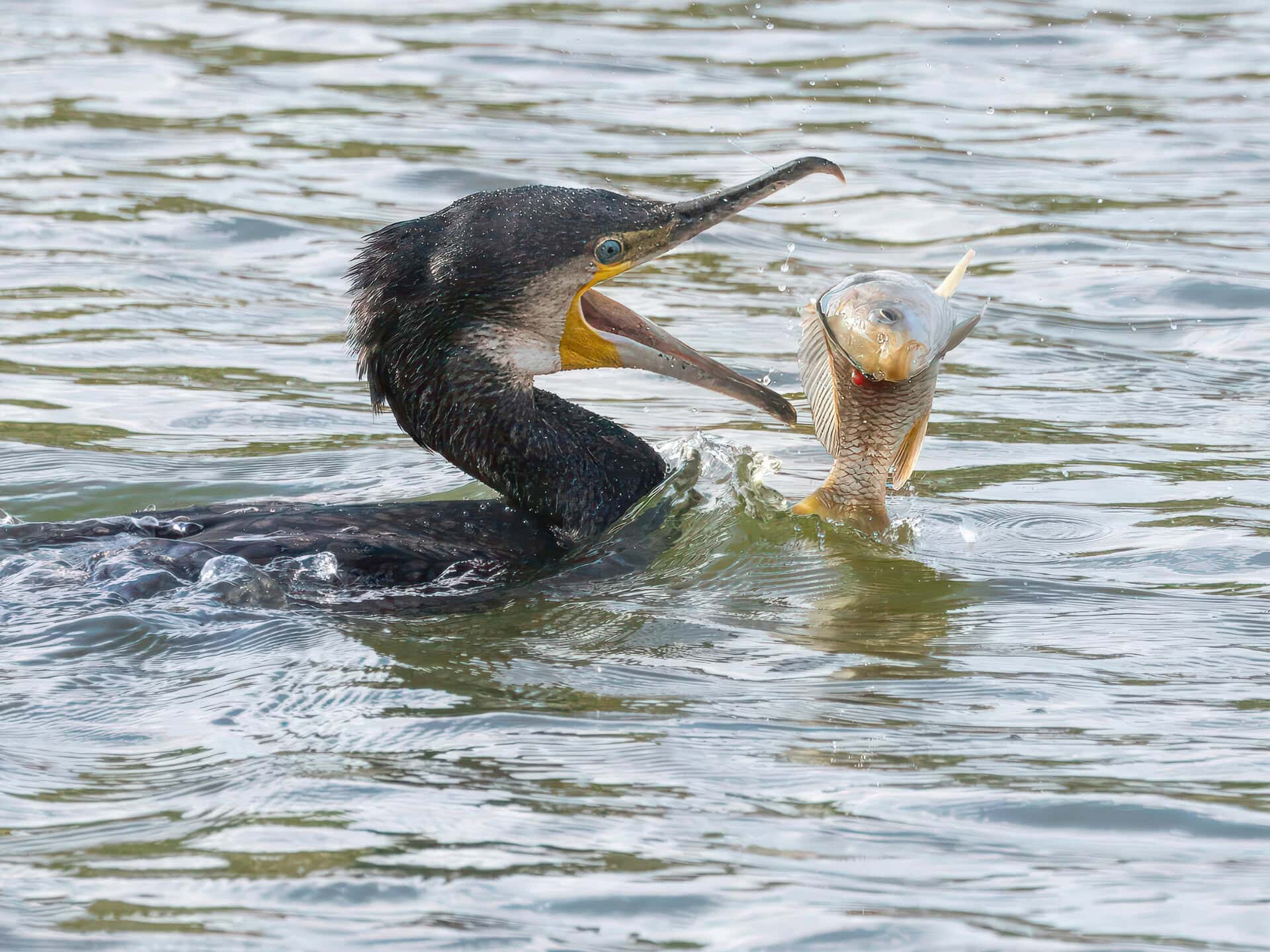 Cormorant Spirit Animal: What It Reveals About You Cormorant catching fish in the water.