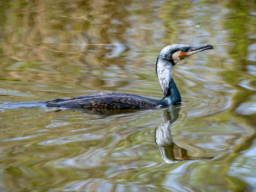 Cormorant Spirit Animal: What It Reveals About You Eagle flying above mountain landscape with snow-capped peaks and blue sky.