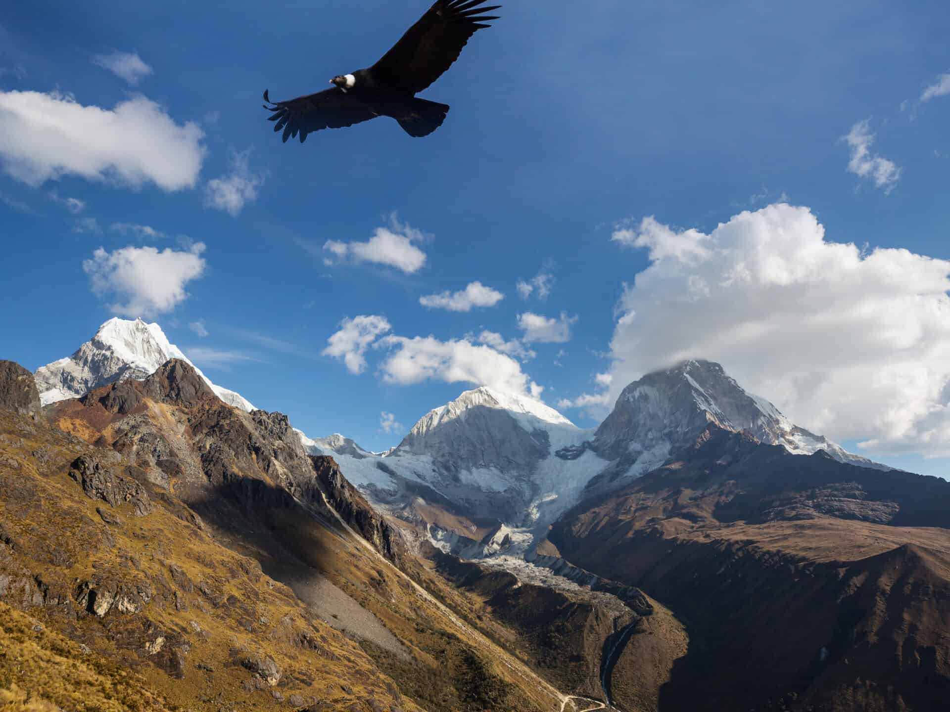 Condor Spirit Animal: What It Reveals About You? Eagle flying above mountain landscape with snow-capped peaks and blue sky.
