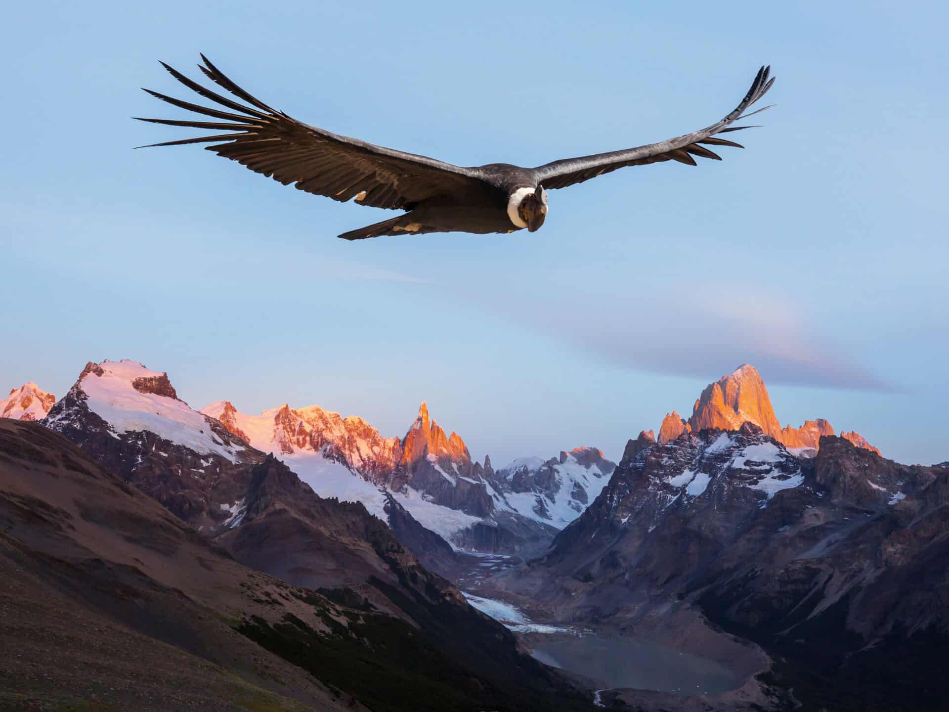 Condor Spirit Animal: What It Reveals About You? Osprey soaring above snow-capped mountains during sunset.