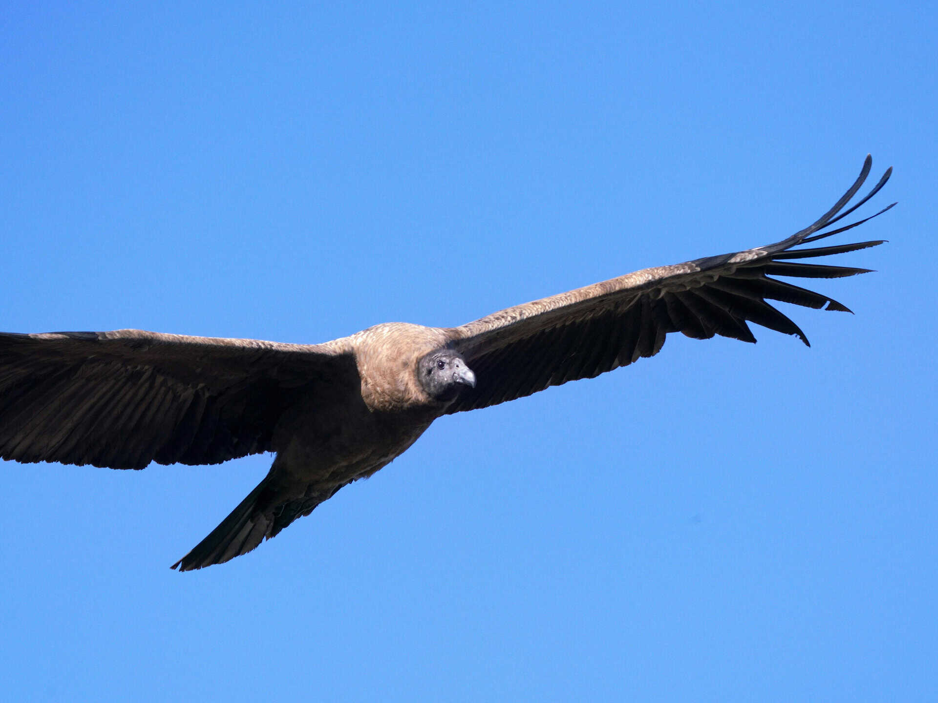 Condor Spirit Animal: What It Reveals About You? Vulture flying high with wings spread wide against a clear blue sky.