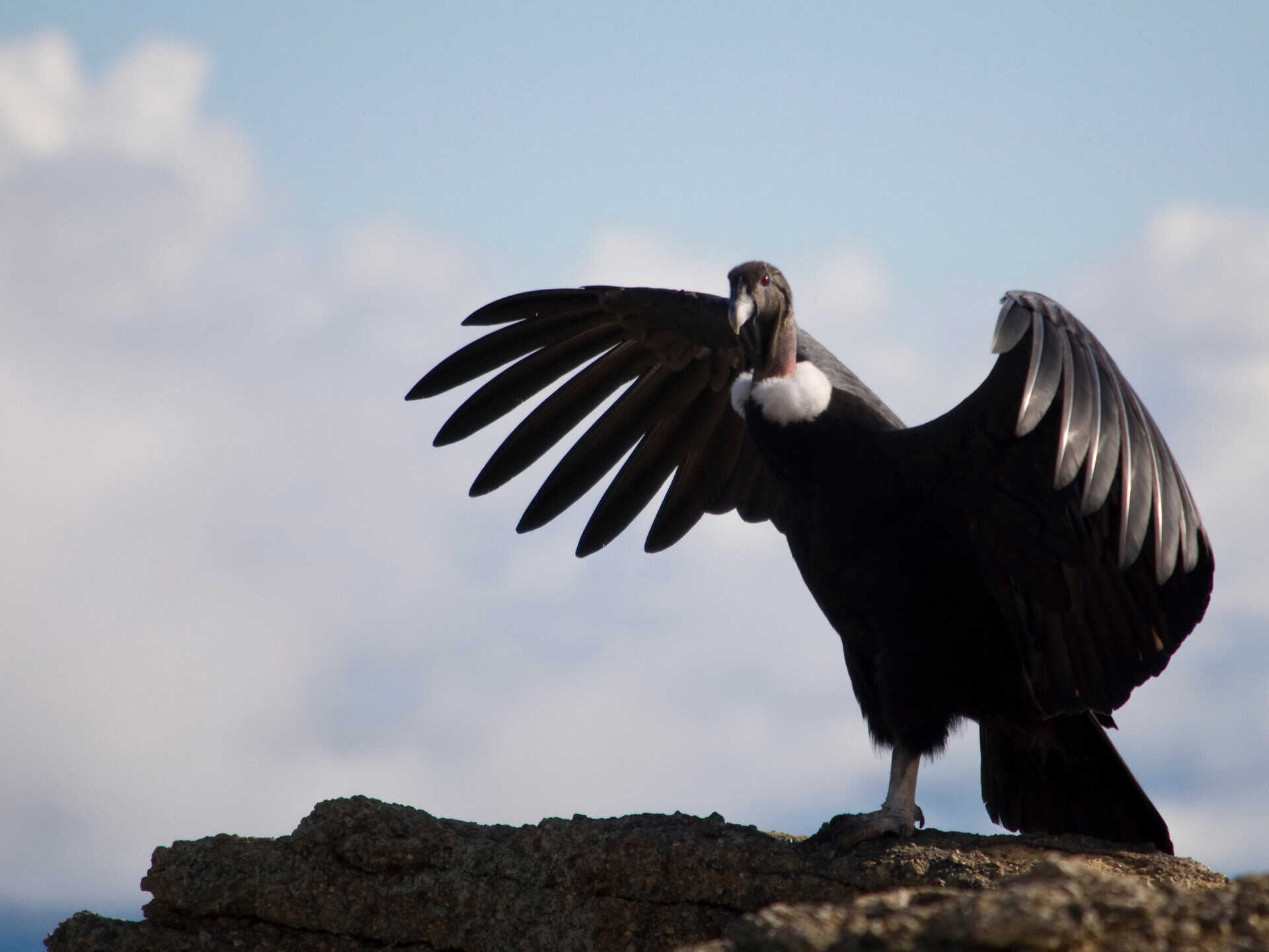 Condor Spirit Animal: What It Reveals About You? Spirit bird with wings spread perched on a rock.