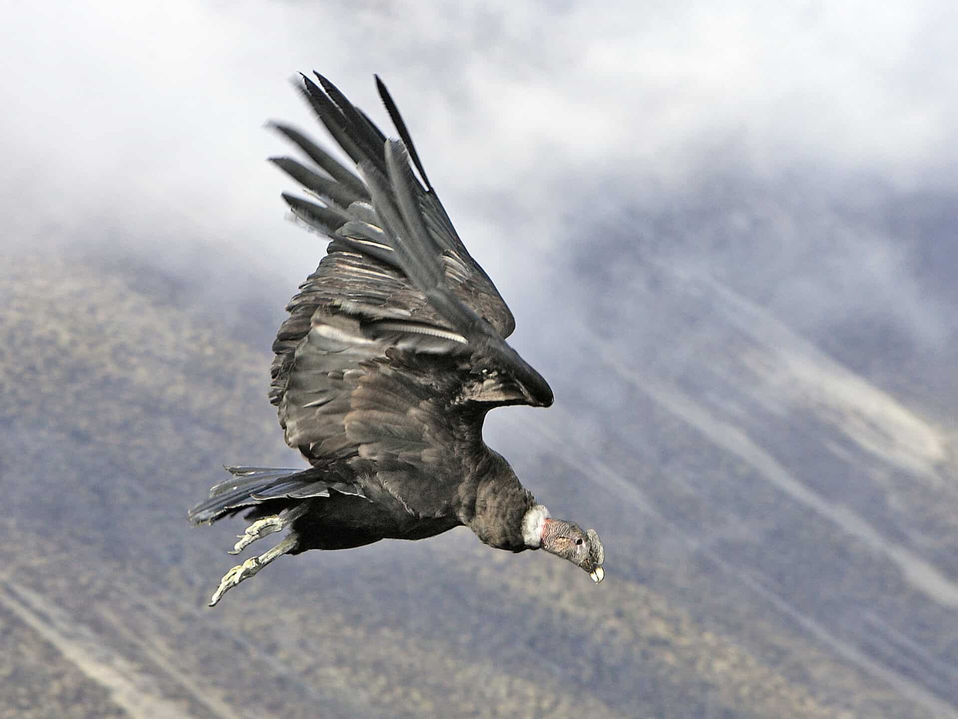 Condor Spirit Animal: What It Reveals About You? Fierce cheetah roaring with mouth wide open in natural habitat.
