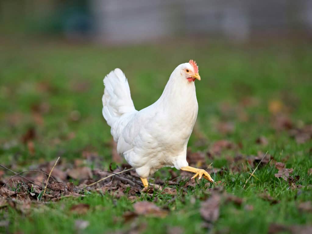 Chicken Spirit Animal: What It Reveals About You Chicken walking outdoors on grass and leaves.